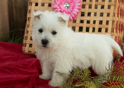 puppy, for, sale, West Highland White Terrier, Amos B. King, dog, breeder, Romney, WV, dog-breeder, puppy-for-sale, forsale, nearby, find, puppyfind, locator, puppylocator, aca